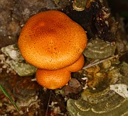 IMG_0116