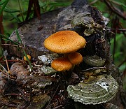 IMG_0119