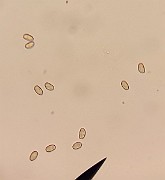 z20200722_050731