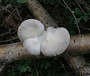 IMG_0078
