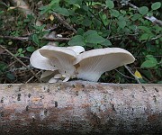 IMG_0079