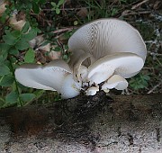 IMG_0081