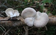IMG_0083