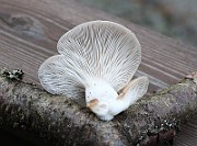 IMG_3791