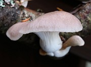 IMG_3792