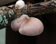 IMG_3795