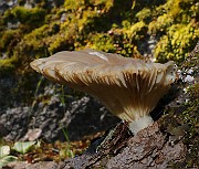 IMG_5930