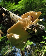 IMG_7096