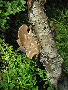 IMG_7097
