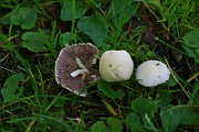 IMG_0799