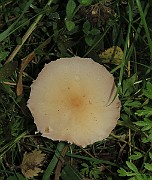 IMG_0203