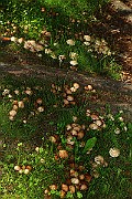 IMG_0771
