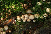 IMG_0772