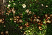IMG_0774