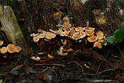 IMG_0781