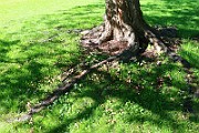 IMG_0786