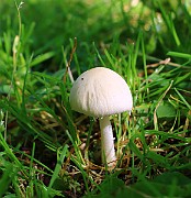 IMG_0800s