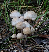 IMG_1452