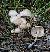 IMG_1454