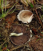 IMG_2309