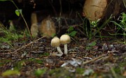 IMG_2321