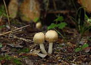 IMG_2322