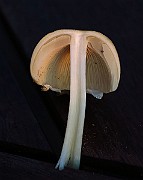 IMG_2341