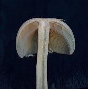 IMG_2342
