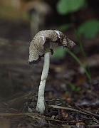 IMG_2364