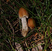IMG_5919