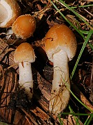 IMG_5920