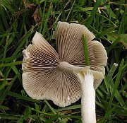 IMG_6398