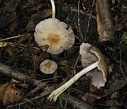 IMG_7226