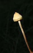 IMG_6867