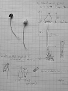 IMG_6907