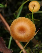 IMG_0595