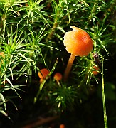 IMG_2118