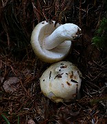 IMG_0334