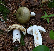 IMG_0335