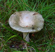 IMG_0943