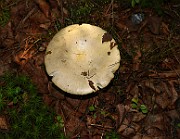 IMG_0946
