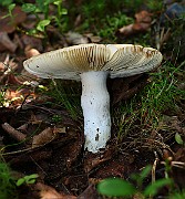 IMG_0949