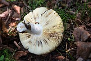 IMG_0950
