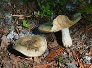 IMG_1000