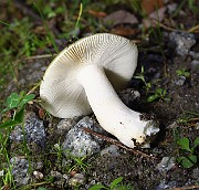 IMG_1052