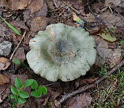IMG_1504