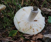 IMG_1508