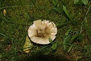 IMG_1696