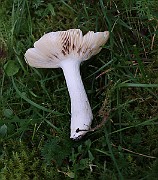 IMG_1698