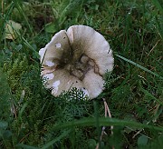 IMG_1699